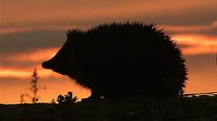 Hedgehog among four chosen animals to feature on your new banknotes — BBC Business, Seattle Business news
