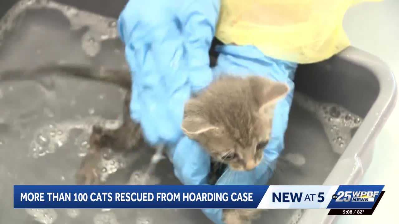 More than 100 cats rescued from hoarding situation in Port St. Lucie — WPBF West Palm Beach, Seattle Health news