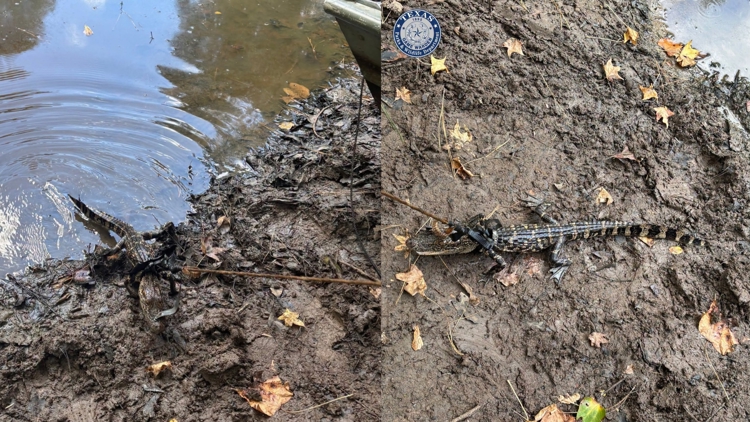 Alligator found tied to boat in East Texas pond; man cited for illegal possession, wardens say — KHOU 11 (Houston), Seattle Sports news