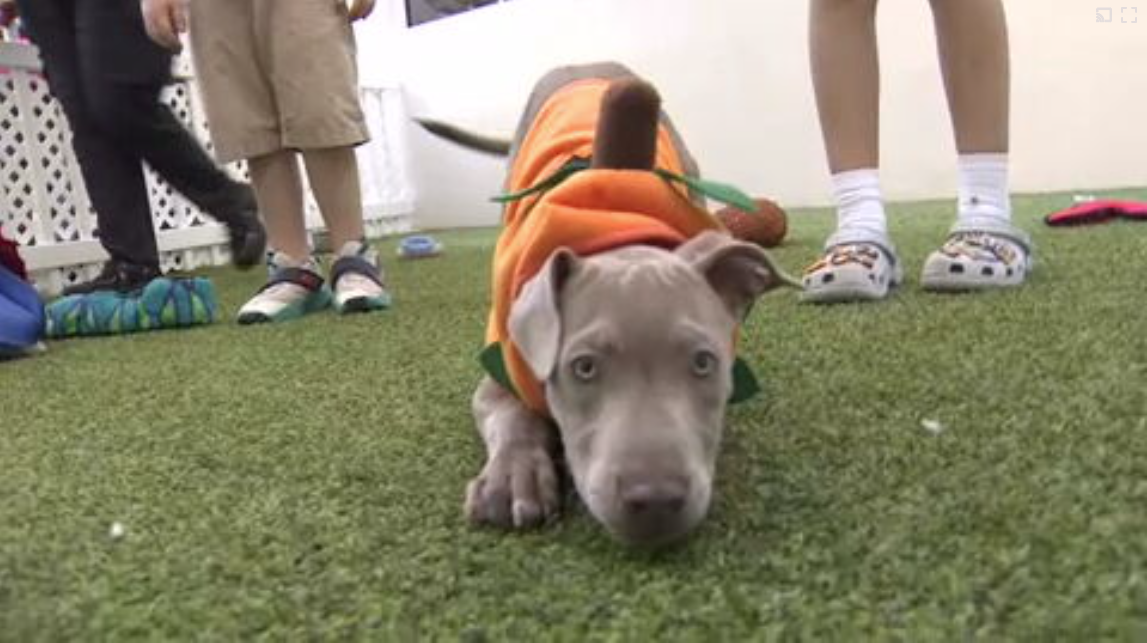 Count Barkula Halloween Festival connects families to shelter dogs in Dania Beach — WSVN 7 Broward, Seattle Arts news
